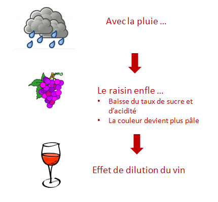 effet pluie raisin vin