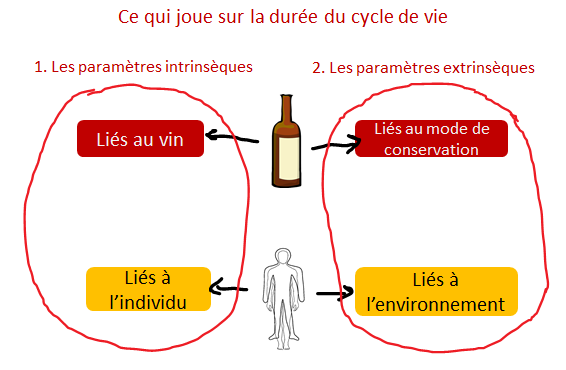 facteur evolution vin