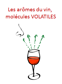 3 aromes vin molecule