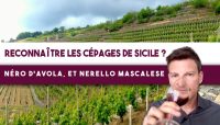 Comment RECONNAÎTRE les 2 grands CÉPAGES rouges de Sicile ? (Leçon n°163)????