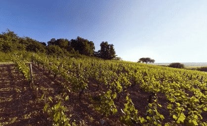 Nouveau : Dégustez les derniers vins de la Côte d’Or🍷