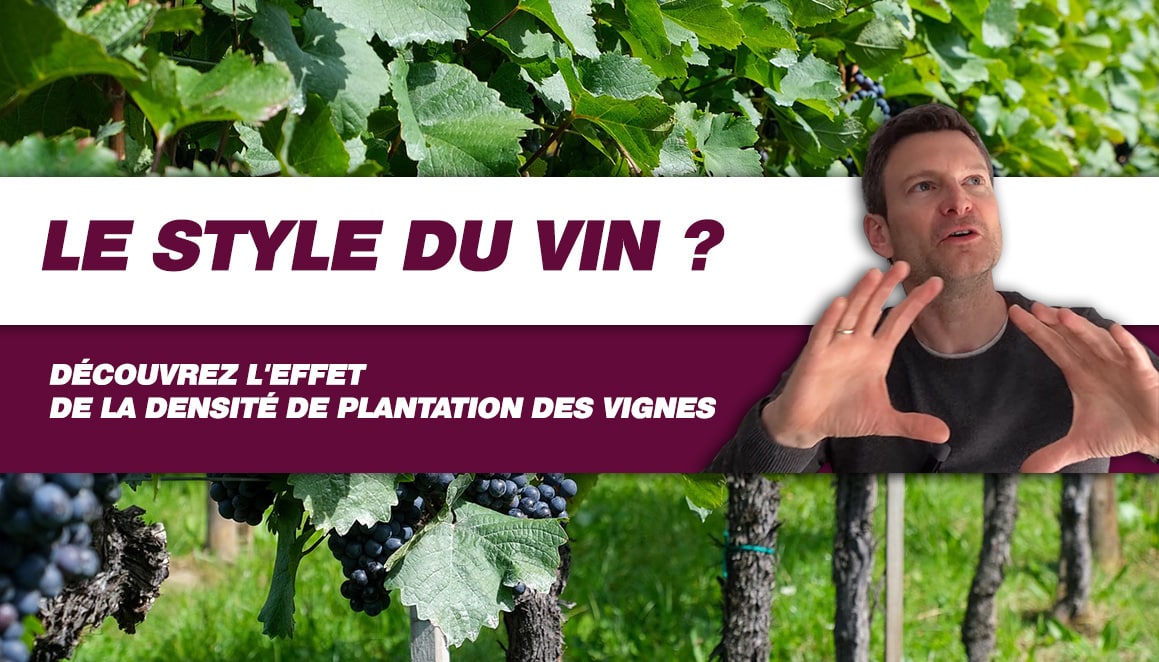 Vignes serrées vs vignes espacées : Comment cela impacte la DÉGUSTATION du vin ? (Leçon N°221)