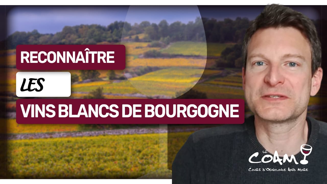 Vins blancs de Bourgogne : Apprenez à reconnaître leurs 2 styles !