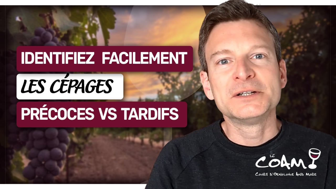 Cépages précoces versus cépages tardifs : Tout savoir en 9 minutes